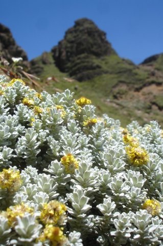 Helichrysum trilineatum leaves